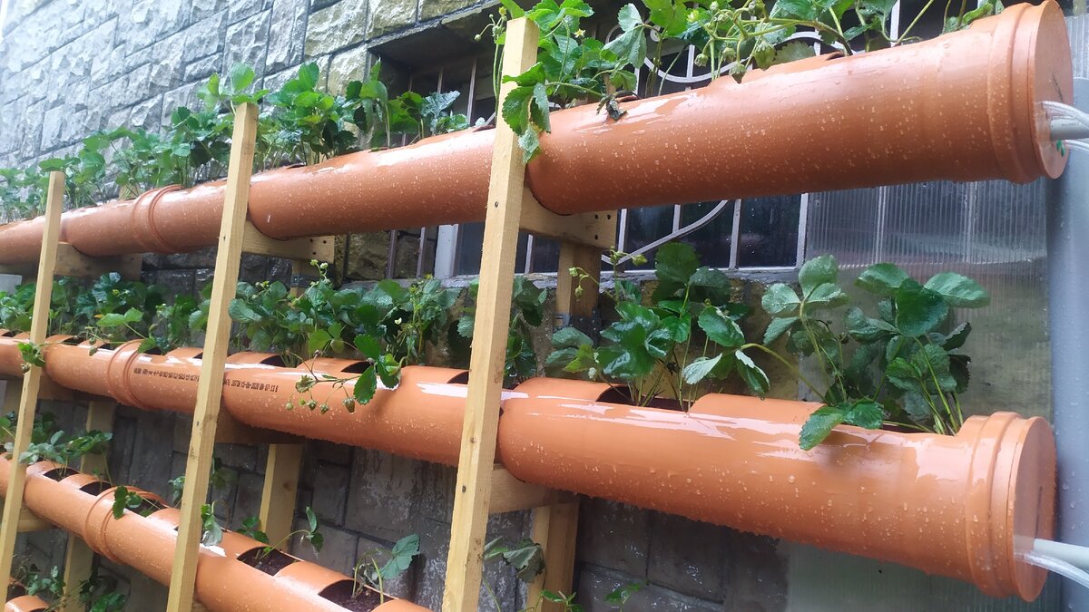 Клубника в трубах фото Huijing Greenhouse Vertical Hydroponics System For Hot Sale Buy Uv Plastic For