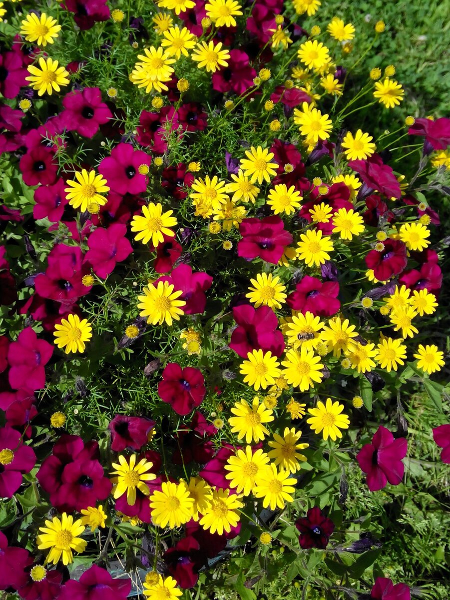 Тимофилла и вегетативная петуния Blanket Zinfandel