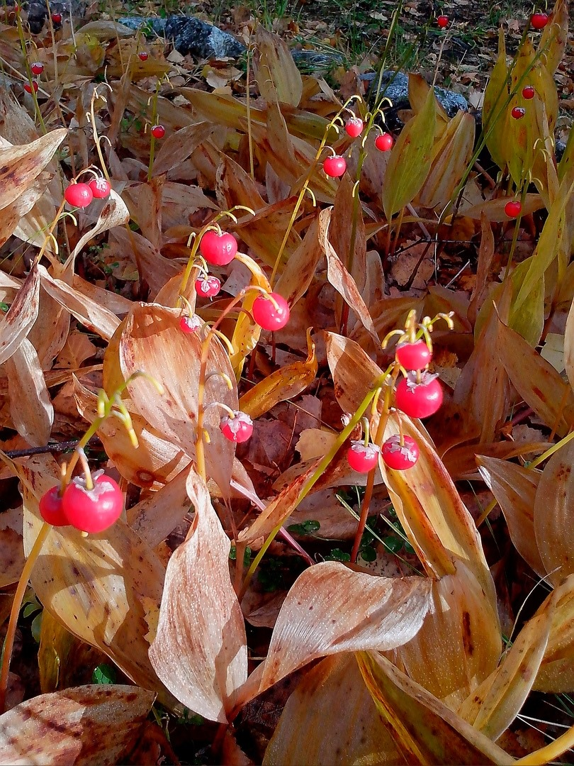 Ландыши Академгородок  Новосибирск фото автора  