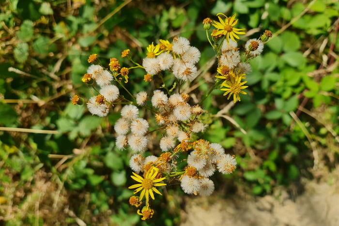 Пример фото Samsung Galaxy Note 20 Ultra