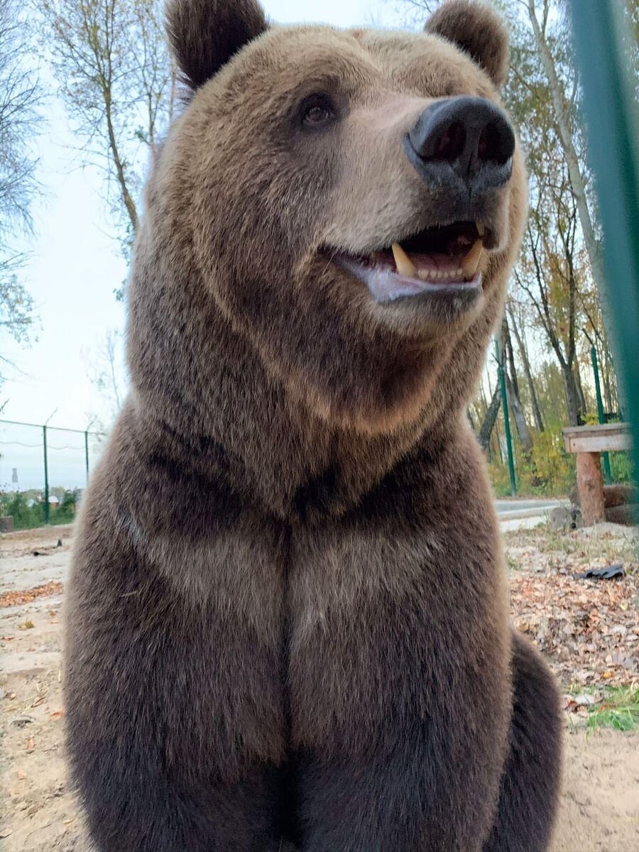 Русский медведь фото