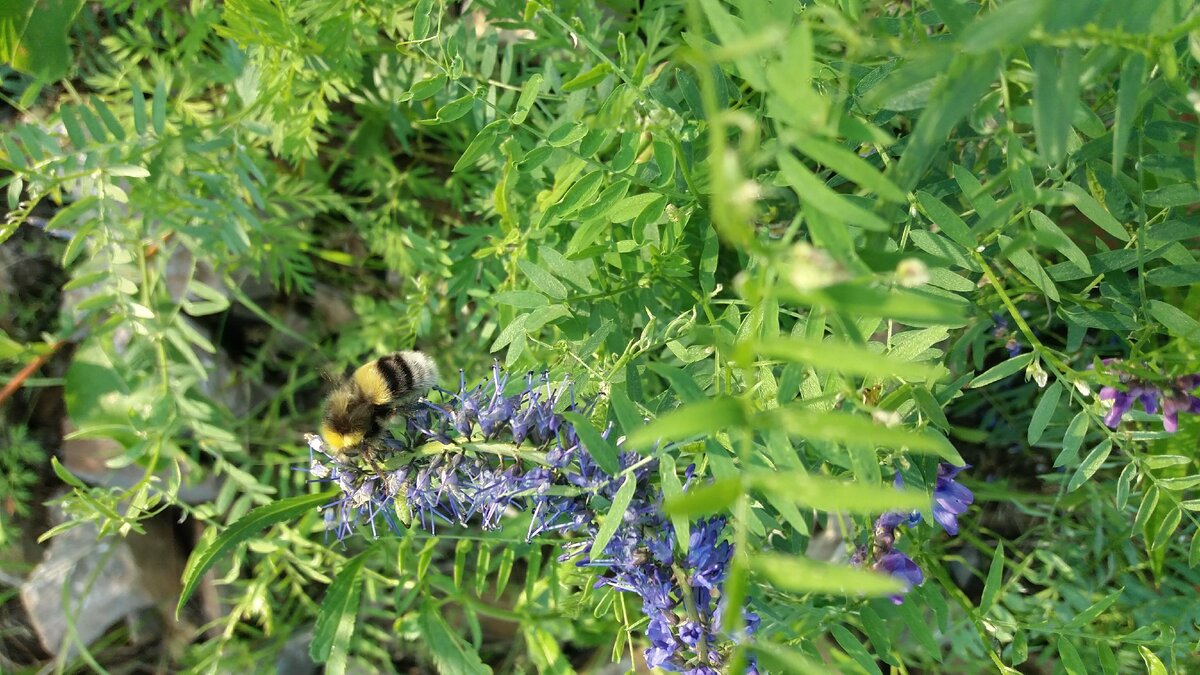 Шмель-труженик