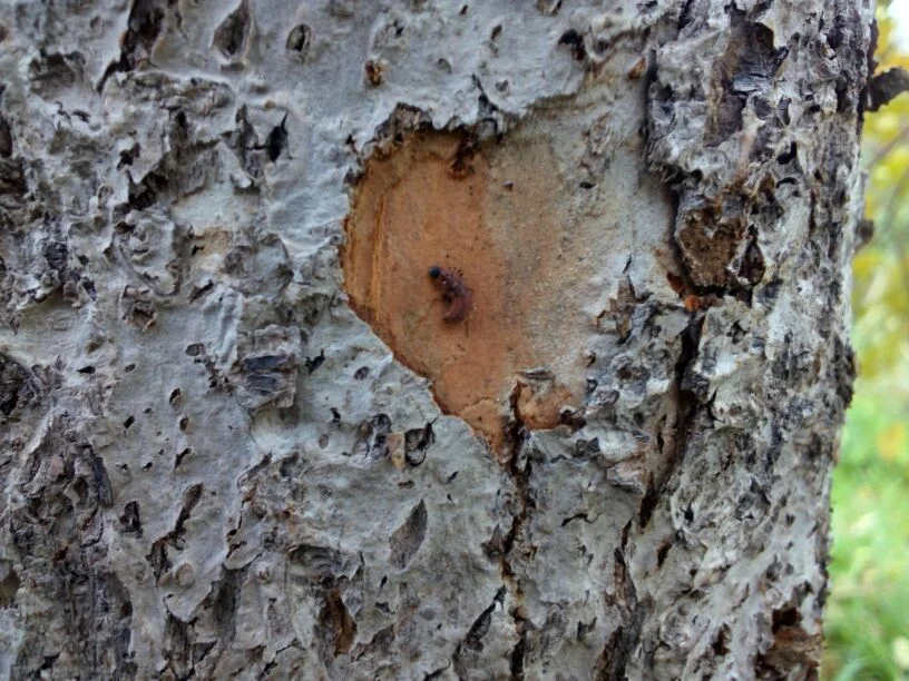 Какая-то личинка спряталась под кору, а я нашла