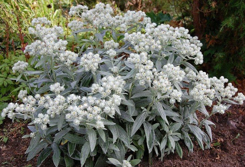 Анафалис Жемчужный - простой и красивый цветок для декорирования сада