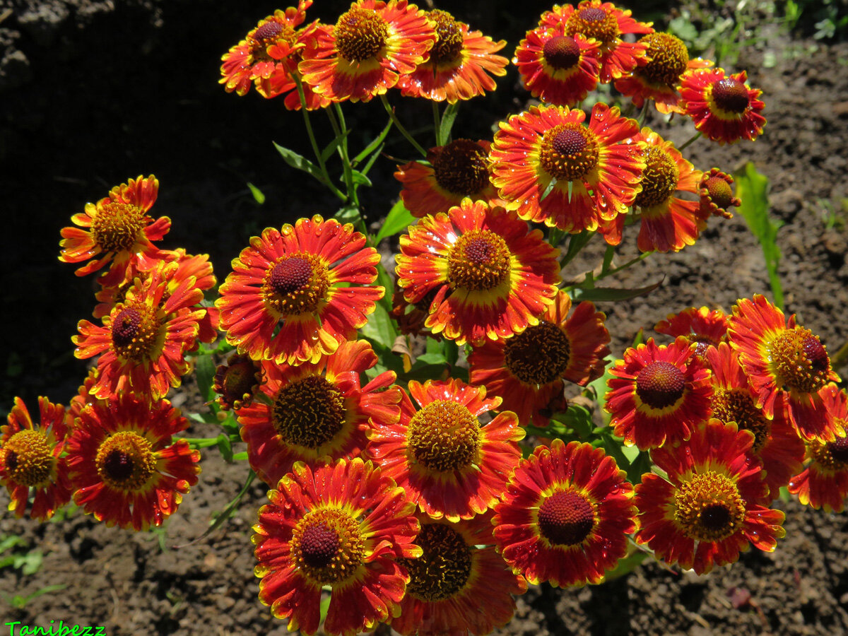 Гелениум осенний Helenium autumnale