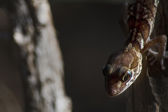 Изображение с сайта https://www.flickr.com/photos/benmarshall/7863856058/in/photolist-gDYtmq-fAkqGG-cYUjr9-5AdFwG-cYUiDd-6aG2Aa-cYV7Tf