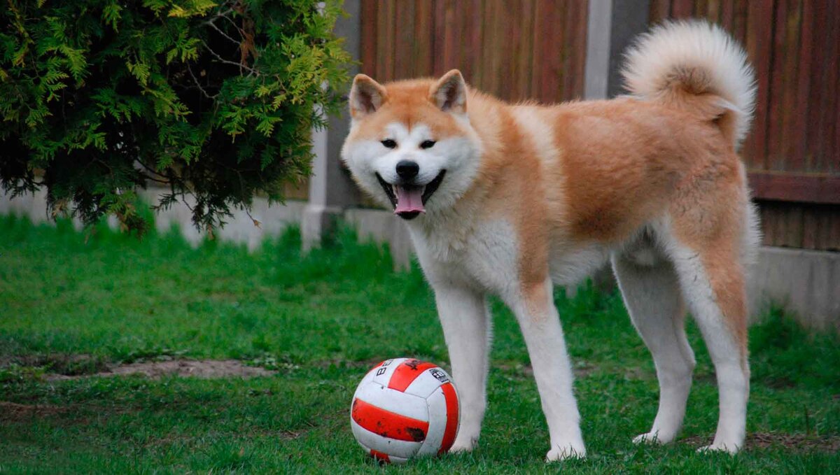 Осторожно, добрая собака! 