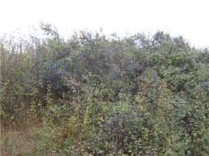 Благодаря сахару и кислотам, плоды терна сладкие на вкус, правда значительная доля дубильных веществ делает их сильно терпкими. Именно по этой причине свежие плоды есть невозможно, язык во рту становится колом. Так что в пищу они употребляются только после того, как их прихватит заморозками, уничтожающими эти дубильные вещества. Из ягод варят варенье, делают наливки и маринады, квас. Не знаю как квас, но наливки из тёрна моя бабуля делала отменные! Терпкие, душистые и довольно крепучие. Если за ужином накитить три стаканчика, можно и не встать с лавки 😉 . Хотя язык и голова работают вполне сносно.