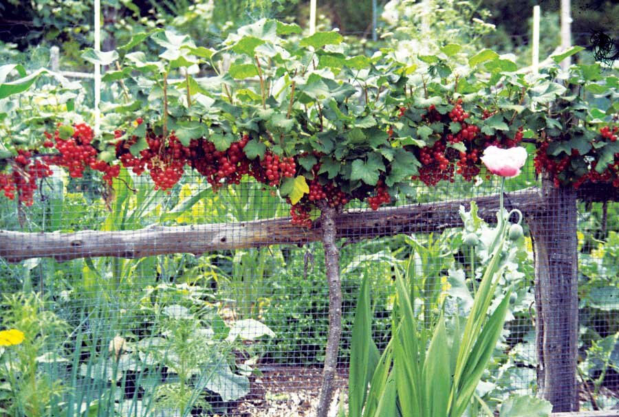 Вариант 1: если куст смородины растет в саду уже несколько лет