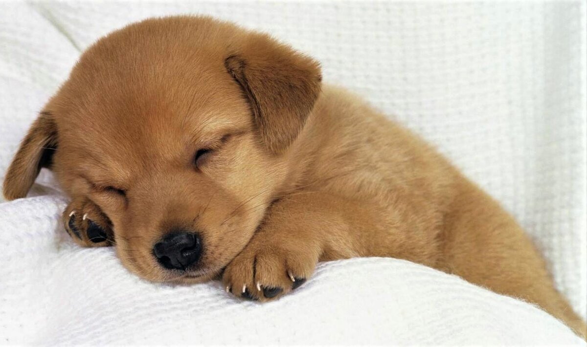 Петина находка