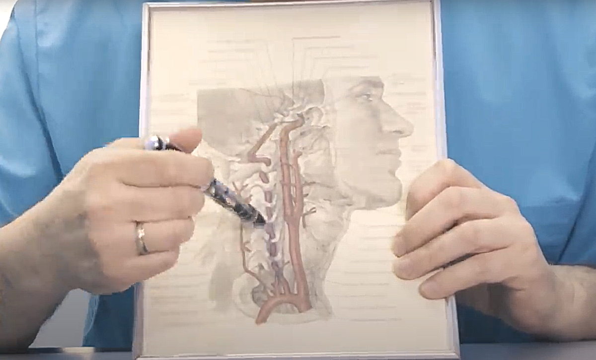 Рисунок 2 - Питается гипоталамус из позвоночных артерий