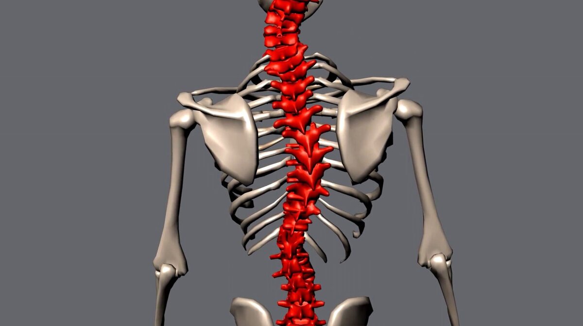 Противопоказания при сколиозе к физическим нагрузкам | AirFit | Студия  здоровья и фитнеса | Дзен