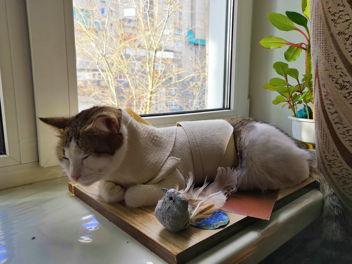 Вот такая мумия получилась. Даже птичка в шоке.