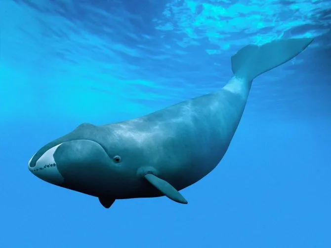 Киты – одни из наиболее таинственных и загадочных обитателей морских глубин, о жизни и привычках которых ученым до сих пор известно далеко не все. И одним из самых необычных является гренландский кит.-2