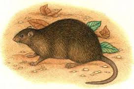 Бульдоговая крыса