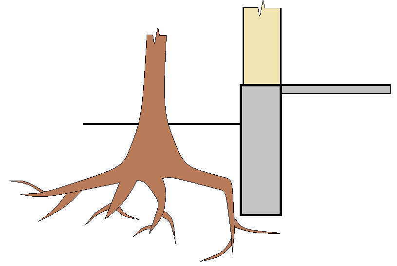 Корне ли. Корневая система клена канадского. Защита фундамента от корней деревьев. Защитная зона корней дерева. Защита фундамента от корневой системы.