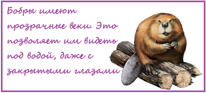 Бобер все видит. Источник картинки, сайт: https://clck.ru/SRWuk