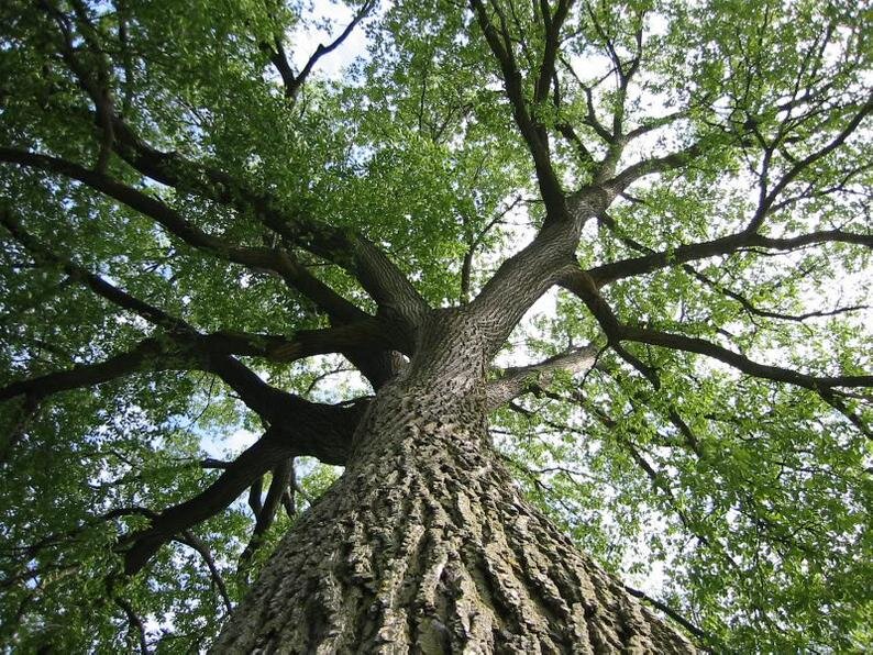 Туркестанский вяз 