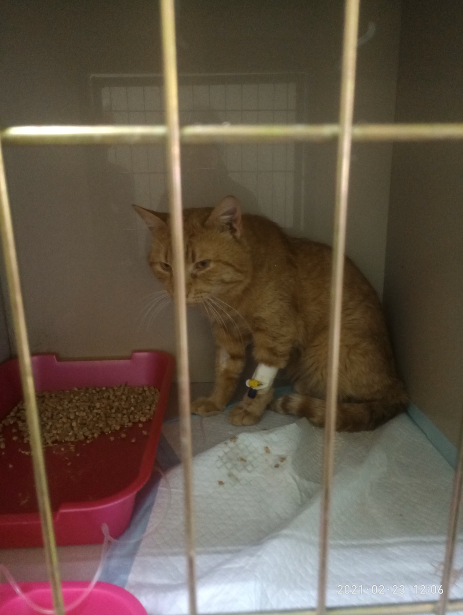 Сейчас манго идет на поправку 