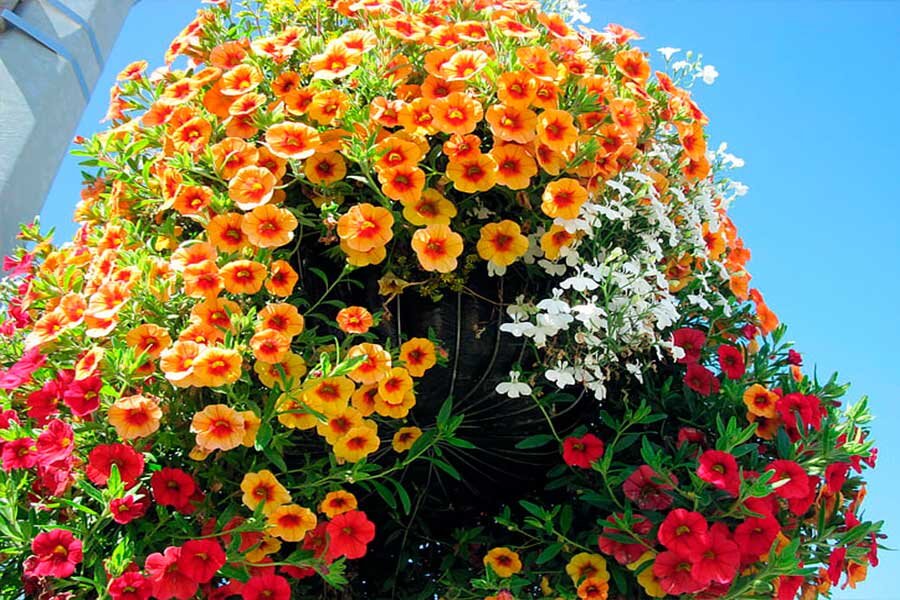 Подруга или соперница петунии? Как вырастить калибрахоа - все секреты и хитрости от опытных цветоводов