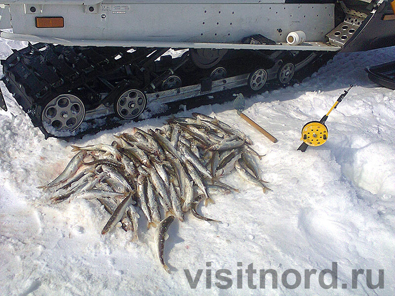 Добыча анадырского рыбака