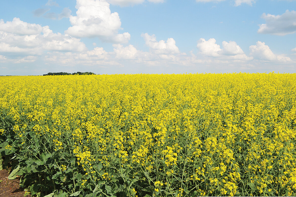 Animal crops. Рапс Яровой кольза. Рапс озимый и Яровой. Рапс Яровой Ярвэлон. Рапс кормовая культура.