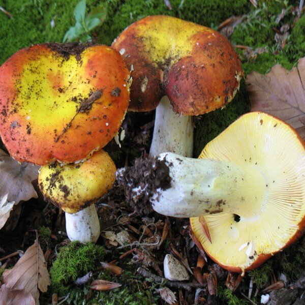 Russula aurea (син. Russula aurata) 