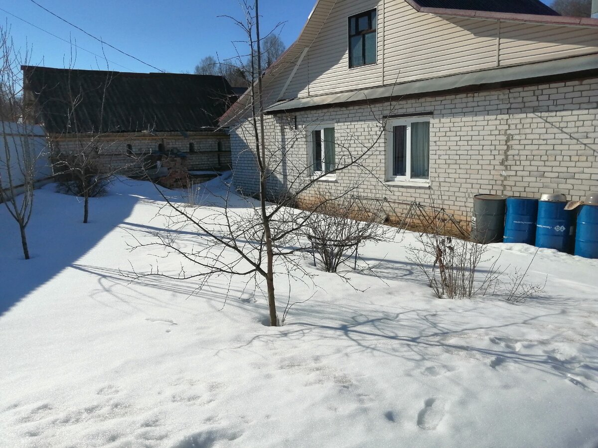 Кусты и деревья