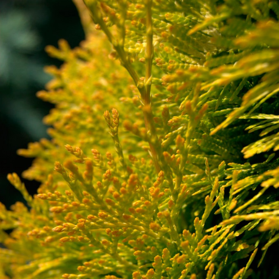 Сорт Amber Glow.