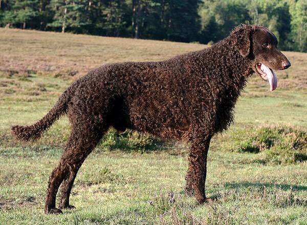 Курчавый ретривер.