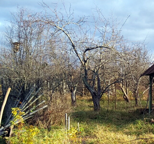 Вот так выглядел наш участок при покупке.