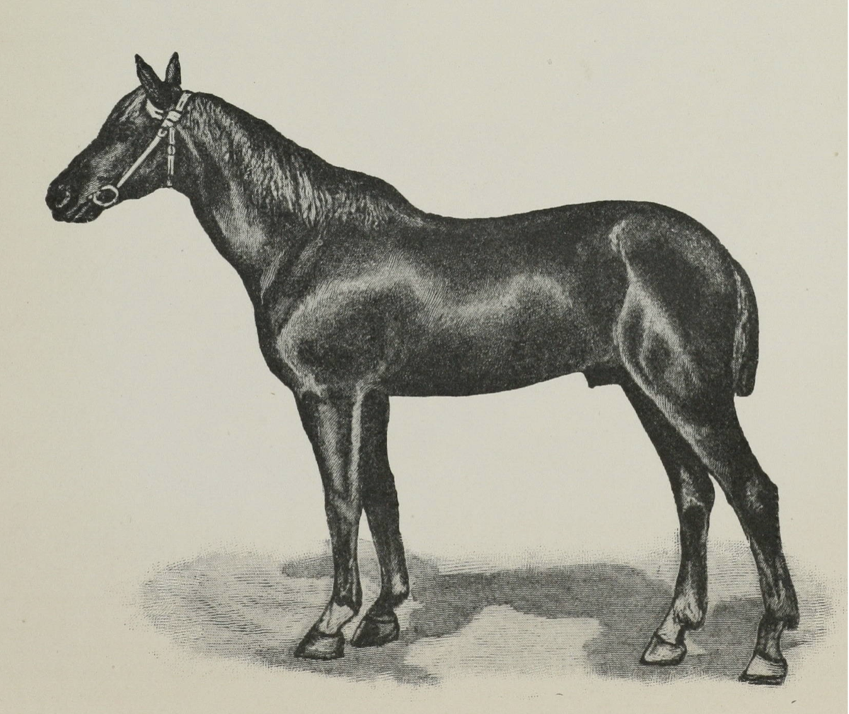 Рассмотрите фотографию черной лошади породы кабардинская. Донской рысак. Кабардинская порода лошадей Шолох. Ногайская порода лошадей. Донской рысак чёрный.