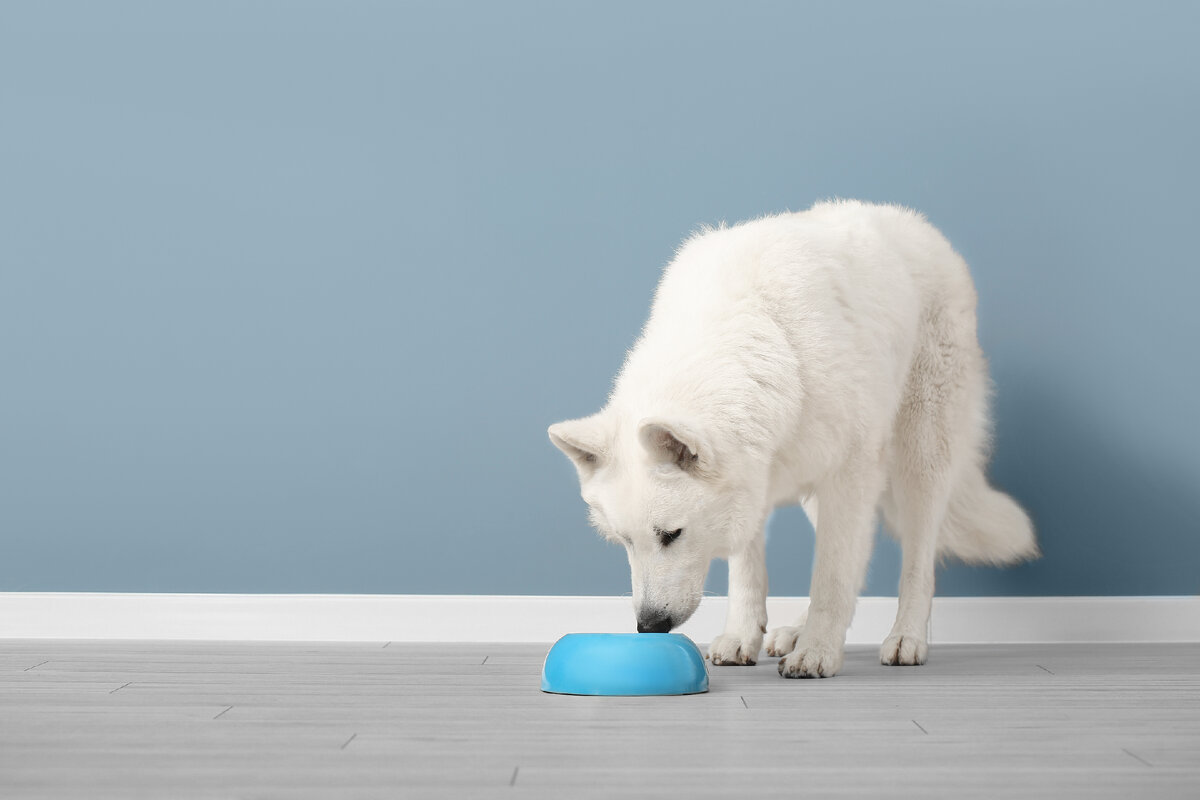 ПРИЧИНЫ, ПОЧЕМУ СОБАКА СТАЛА ПИТЬ БОЛЬШЕ ОБЫЧНОГО