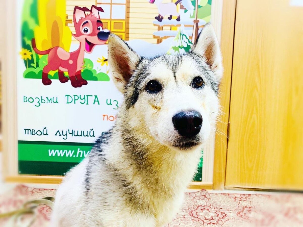 Приют Омские Хвостики - реабилитация Данди