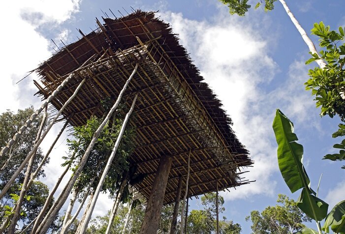 Хижины Караваи расположены на деревьях, на высоте около 10 метров