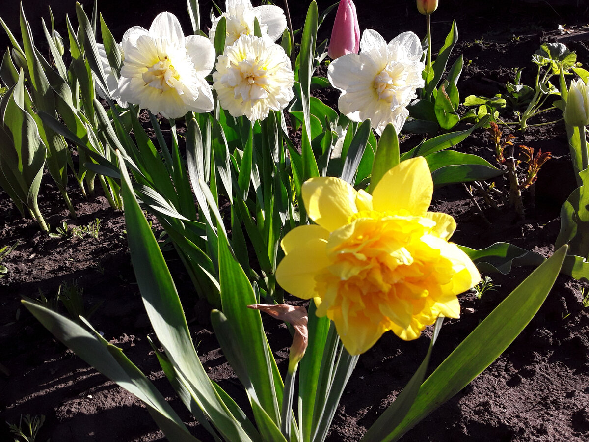 Нарциссы: желтый - сорт Eastertide, белые - сорт Sweet Pomponette