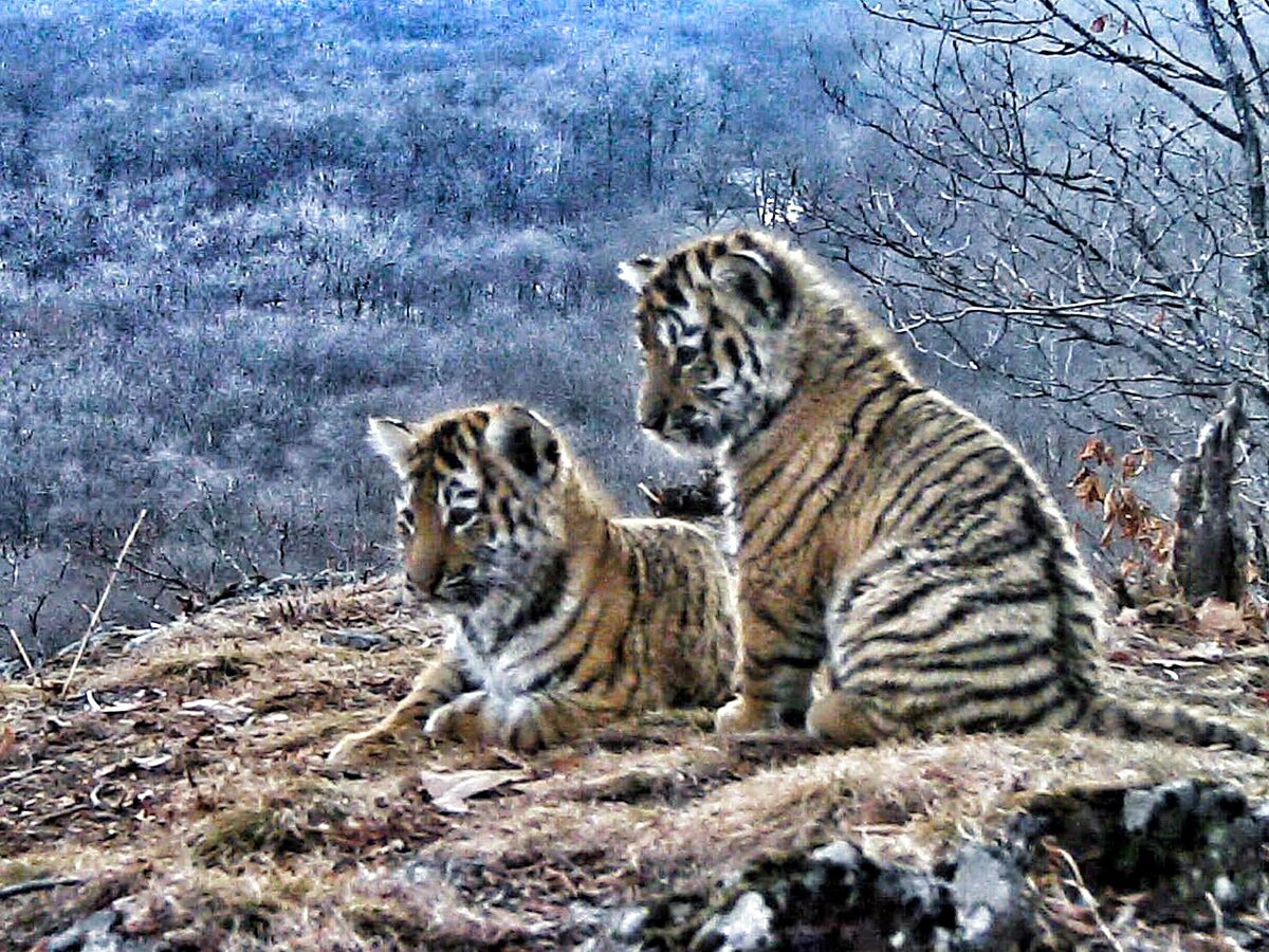 Где там животное. Уссурийский заповедник Амурский тигр. Дальний Восток Амурский тигр. Дальневосточный Уссурийский тигр. Кедровая Падь Амурский тигр.