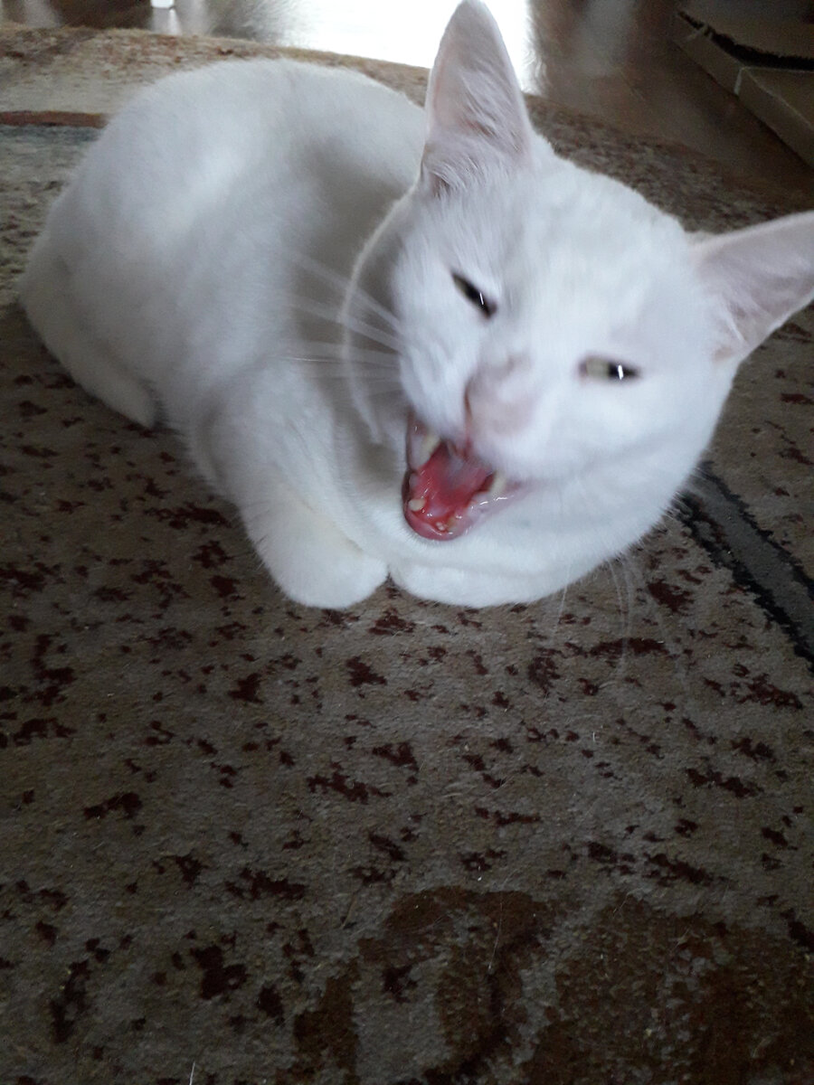 Снежок-болельщик 