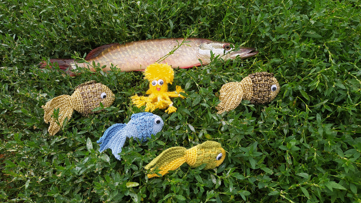 Фото автора. Щучка вдохновила меня на вязание рыбок