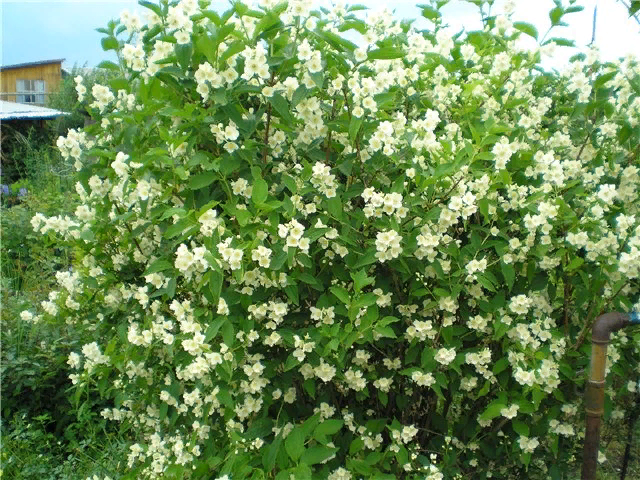 Мой куст жасмина
