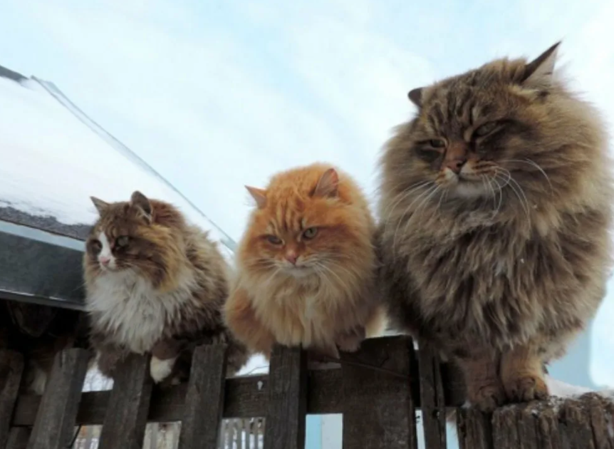 Цвета и пушистость котов не совпали, к сожалению, но выражение на мордах именно то))