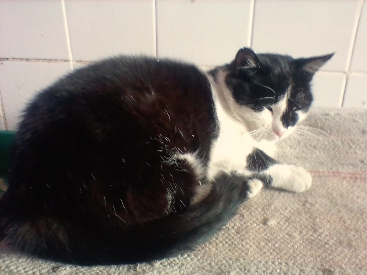 Маруся. Черно-белая кошка 1 годик, домашняя к туалету приучена, очень умная, спокойная, мурка.