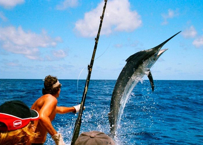  В начале лета наиболее популярными остаются переметы и жерлицы. В день первый года новой рыбалки я делал перемет, который нужно было ставить в 15-и метрах от берега. Закидывал 5 - 6 удочек от берега, потом одну поднимал, и в конце перемета закреплял вторую снасть. Я так сделал для того, чтобы поймать несколько чехонь, две рыжие лесы - если бы я поставил одну снасть - то мне пришлось бы подсекать каждые 15-20 минут. Если бы я так ставил жерлицы я бы уже устал их ставить, и ловить в принципе было бы уже не чего. Ещё одно преимущество перемётов - это отсутствие травы, и выброса тины.   Леска 0,35 по леске на которую я делал ставило сразу 4-е поводка с крючками. Почему я выбрал не заводскую леску не знаю, но захотелось попробовать именно такую. Единственно что, в первый раз я ставил на 4 крючка, и может, пропустил несколько кучек рыбы. 
 На рыбалку я поехал в то время, когда вода ещё не прогрелась, но уже была достаточно теплой. Лесы было много, и чувствовалось, что рыба то же неспроста это делает. Во время проводки я заметил, как один поплавок, а их было три, отрывался от дна. Видимо, рыба была в яме, или в траве, или просто у неё что-то было в голове, а может ей просто жрать было нечего, не знаю. Во всяком случае та рыба, которую я ловил, вела себя неадекватно. Несколько раз она выползала на поверхность воды. Видимо она была голодная, и просто защищала себя от меня. 
 Как только я подсекал рыбу, она тут же удалялась от меня на значительное расстояние, или же я отпускал рыбу обратно в реку, или спускался в воду и искал рыбу в более спокойной воде. Один раз я подплыл к рыбе очень близко, и тогда схватил её за жабры. Рыбка оказалась всё-таки на вид вполне хилая, килограммов на 8, не больше. 
 Во время рыбалки мне попалась редкая для этих мест, но очень крупная рыба - это был кобчик, и я уже успел его половить, но ловить на мелочи не хотелось. 
 После речки я перешел на косу, на участок менее заболоченный, или может быть только чуть-чуть, и даже не один, а несколько. 