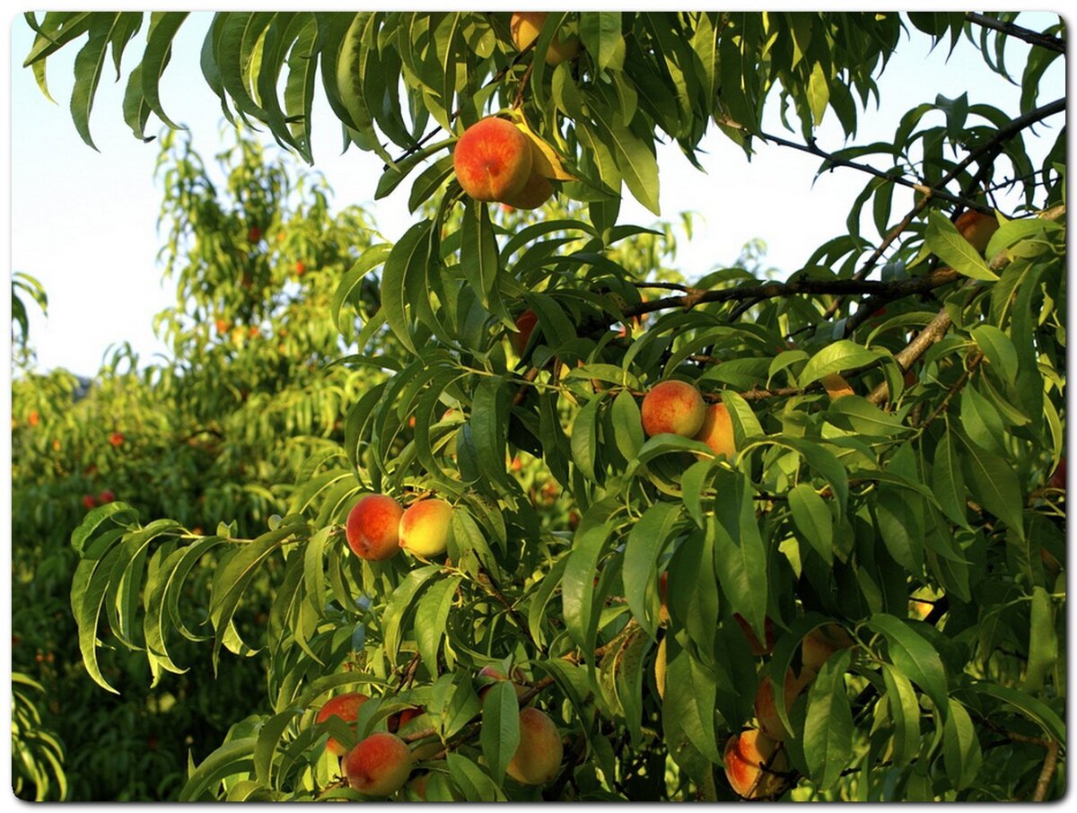 Дождаться первого урожая будет очень трудно