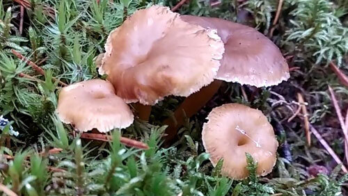 Лисичка трубчатая (Cantharellus tubaeformis). Как выглядит гриб на месте произрастания.