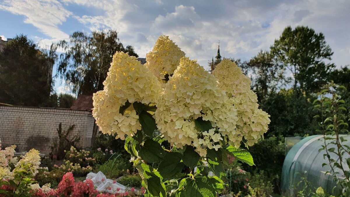 Петуния дэдди шугар фото