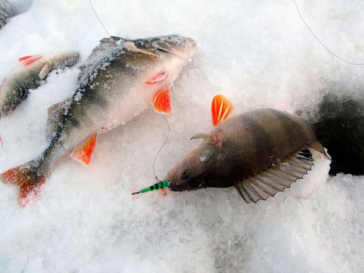 Где зимой ловят рыбу. Зимняя ловля окуня. Рыбалка на окуня зимой. Окунь зимой. Крупный окунь на балансир.