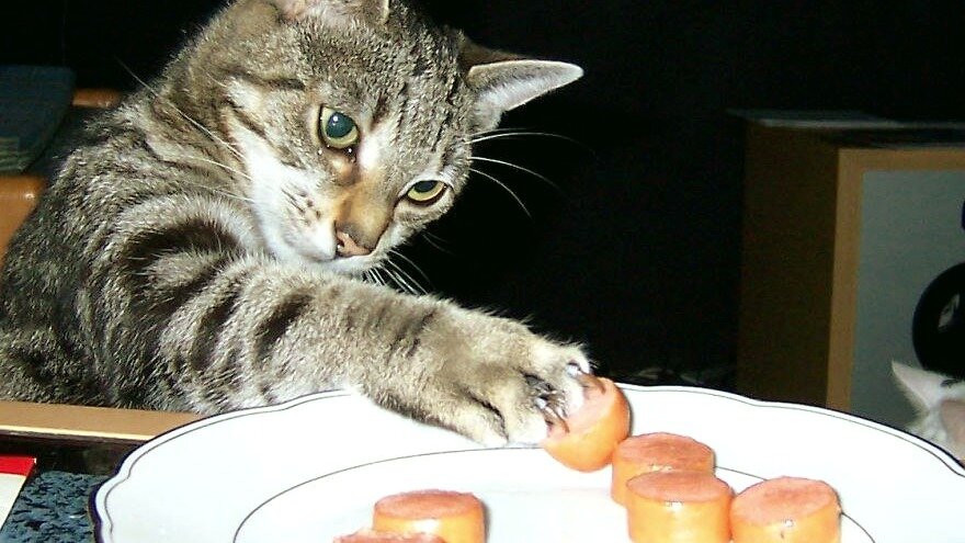 нарушаем режим? Кися, положи сосиску. Муж семейства тоже хочет кушать! :)