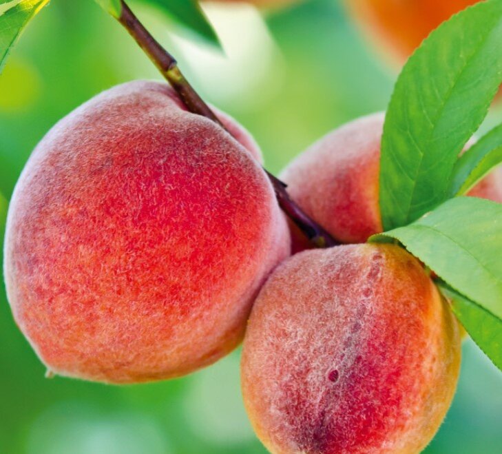 Уникальный сорт зимостойкого персика – растёт даже на Урале