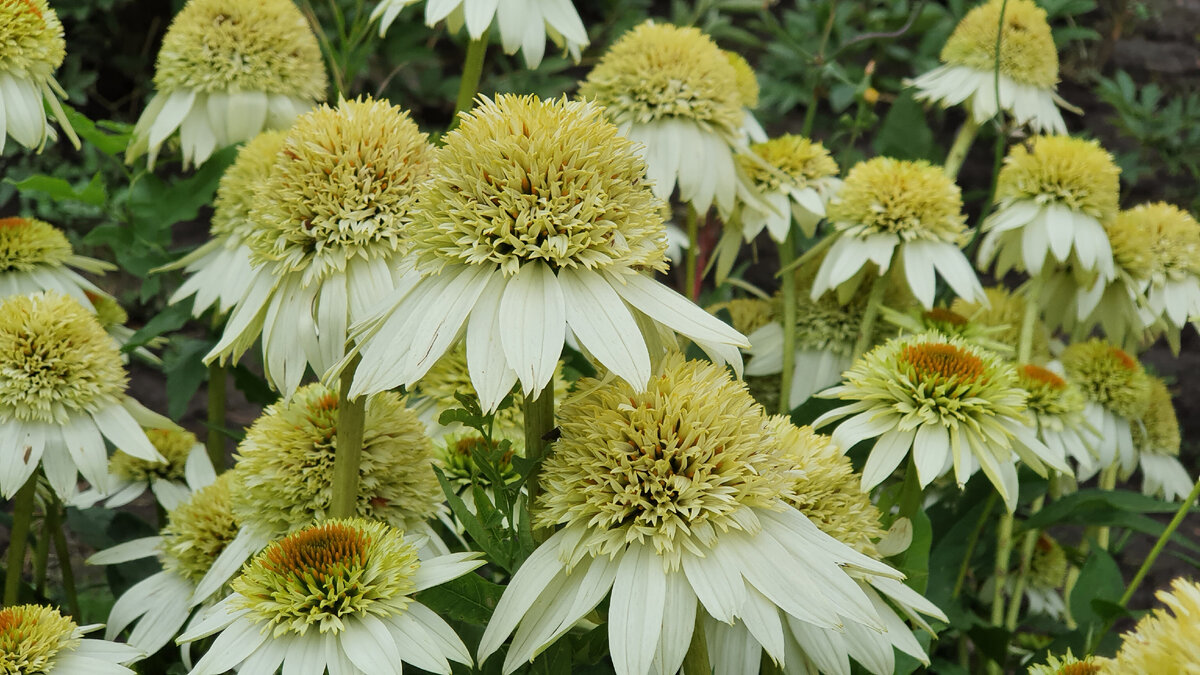 У Милкшейк очень прочные стебли